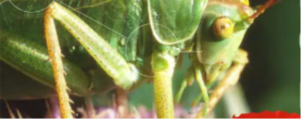 Biodiversité, vitale et fragile